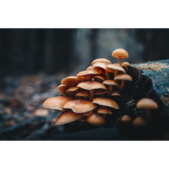 Olympus OM SYSTEM M.Zuiko PRO Digital ED 20mm 1:1.4  incl. Lens hood & Wrapping cloth