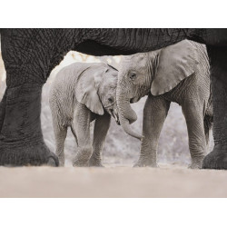 Olympus 40-150mm 1:2.8 PRO BLACK M.ZUIKO DIGITAL (EZ-M4015PRO) Lense Micro FT