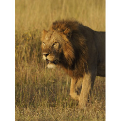 Olympus MC 2.0 Teleconverter for M.ZUIKO DIGITAL 40-150mm 1:2.8 PRO & M.ZUIKO DIGITAL ED 300mm 1:4 P