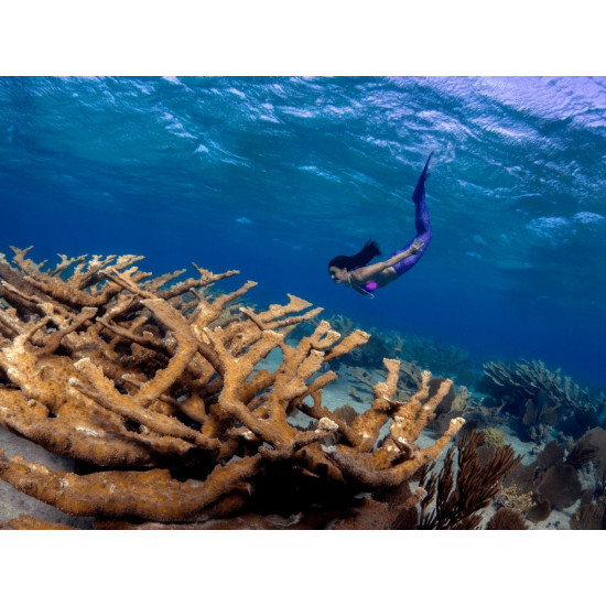 OLUMPUS M.ZUIKO DIGITAL ED 8mm 1.1.8 FISHEYE PRO