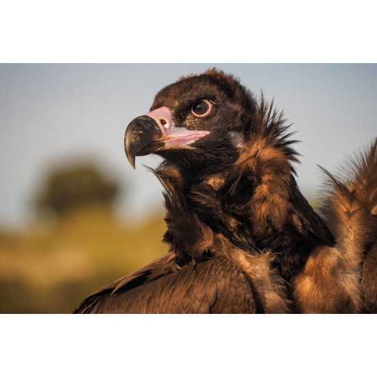 Olympus M.Zuiko Digital ED 40-150mm F4.0 PRO incl. Lens hood & Wrapping cloth