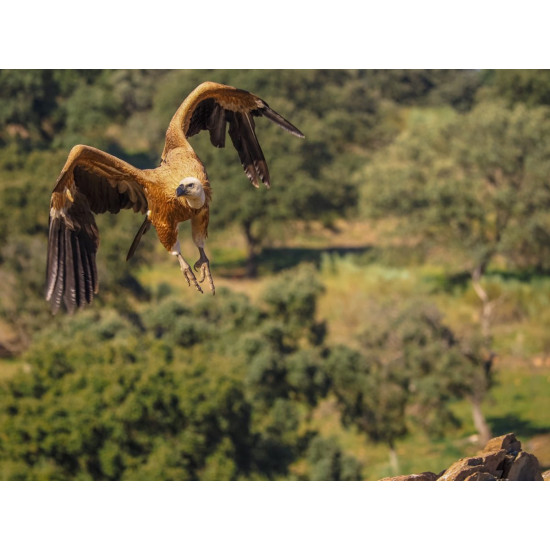 Olympus M.Zuiko Digital ED 40-150mm F4.0 PRO incl. Lens hood & Wrapping cloth